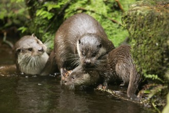 European otter (Lutra lutra) with young, European otter