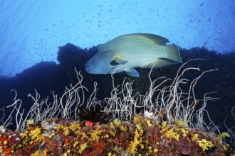 Napoleon wrasse (Cheilinus undulatus), adult, in front of steep-walled coral reef, whip coral or