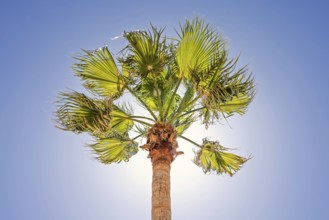 Palm tree in backlight with the sun behind the tree against a clear blue sky, Mallorca, Spain