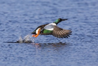 Northern Shoveler (Anas clypeata), male duck taking off in flight from lake, in display flight,
