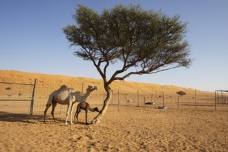 Dromedary (Camelus dromedarius) with calf, breeding station in the Wahiba Sands or Rimal Al Wahiba