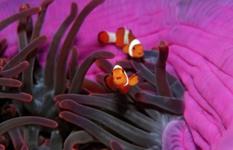 Two orange skunk clownfish, Amphiprion ocellaris, Bali, Indian Ocean, Indonesia