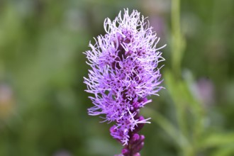 Liatris spicata (Liatris Spicata) purple, Germany