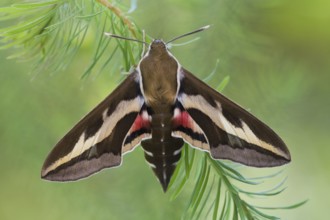 Spurge hawk-moth (Hyles euphorbiae) Rhineland-Palatinate, Germany