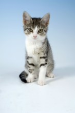 Domestic Cat, kitten, house cat, kitty