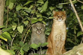 Jaguarundi, herpailurus yaguarondi, Adults standing on Branch