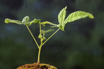 Horse chestnut stretches up its first leaves