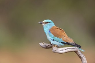 European roller (Coracias garrulus), on perch, Hides de El Taray / Roller Hide, Villafranca de los