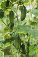Group of natural green organic cucumbers grow on garden bed. Summer and freshly healthy eco