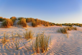 Dunes at sunset on the beach of Juist, East Frisian Islands, Germany
