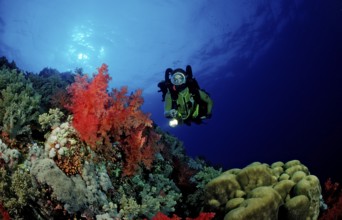 Diver and colourful coral reef, Egypt, Africa, Elphinstone Reef, Red Sea