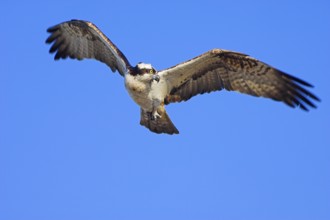 Osprey, Elbe Biosphere Reserve, Lower Saxony (Pandion haliateus), releasable, Germany