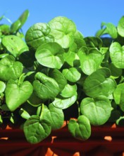 Spoonbane, true spoonwort (Cochlearia officinalis), scurvy, bittercress, spooncress, spoonwort