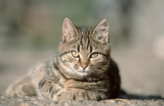 House cat, tabby