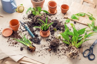 Plant propagation and replanting house plant concept with flowerpots, soil and gardening tools
