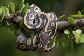 Ball python on a tree