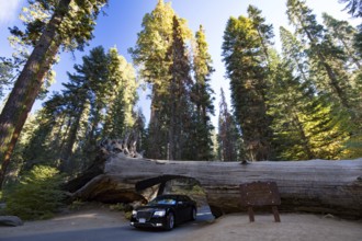 A car drives thru the famous Tunnel Log in Sequoia National Park, California, USA