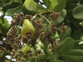 Cashew (anacardium occidentale) Nut, Fruits and Flowers, Cambodia