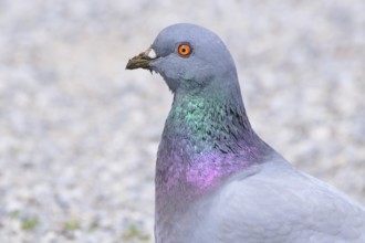 Rock Pigeon, Street Pigeon, Domestic Pigeon, Pigeon, Europe, European