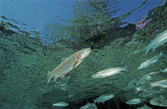 Rainbow trout, Oncorhynchus mykiss, Germany, Bavaria