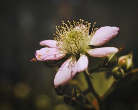 Blackberry blossom in a beautiful light mood with nice bokeh. Close up of the flower with many