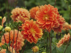 Close-up of orange dahlias blooming in a lush garden, Blooming dahlias in different colours in a