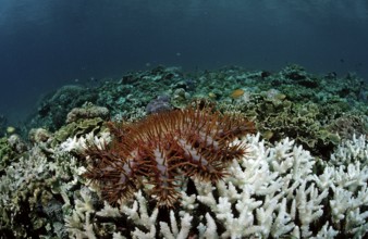 Crown-of-thorns starfish eating stony coral, Acanthaster planci, Komodo National Park, Indian