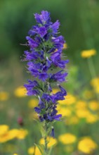 Common Viper's bugloss (Echium vulgare), France
