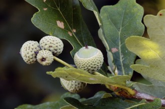 Downy oak (Quercus pubescens), acorns, North Rhine-Westphalia, oak, Germany