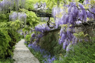 Japanese wisteria (Wisteria floribunda), Wisteria