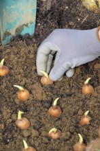 Onion planting, bulb planting