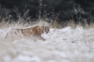 Luchs, Lynx lynx, Eurasian lynx