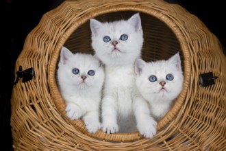 Three young white cats in wicker basket