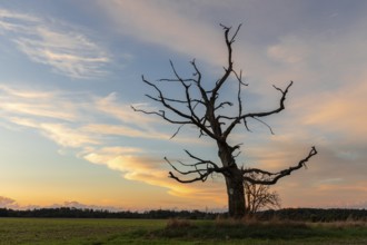 Single tree at sunset Natural monument in the Harz Mountains