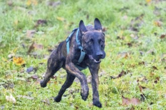 A powerful police dog, a Malinois shepherd, stands at attention. The dog is about two years old,