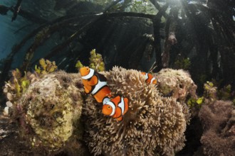Clown anemonefish in mangroves, Amphiprion percula, New Ireland, Papua New Guinea