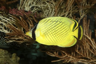 Large scale butterflyfish (Chaetodon rafflesi), lateral, detached