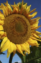 Giant sunflower against blue sky