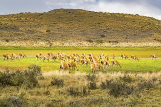 Herd of Guanaco grazing in the green pasture at Torres del Paine National Park in Chilean