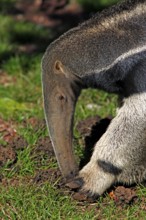 Giant anteater (Myrmecophaga tridactyla), Pantanal, Brazil, adult, feeding, termites, termite