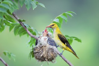 Eurasian Golden Oriole (Oriolus oriolus), female at nest with chicks, Pentecost bird, Bulgaria