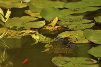 Water frog in the garden pond, pond frog (Rana kl. esculenta), water frog
