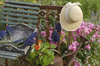 Dried Lavender, Roses and (Nasturtium) in rusty watering can with old garden chair and hat, Dried