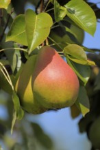 Pear on the branch, Variety : Clapps Liebling