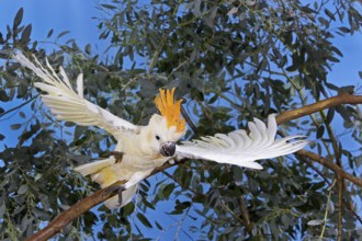 CITRON-CRESTED COCKATOO (cacatua sulphurea) citrinocristata, ADULT TAKING OFF FROM BRANCH