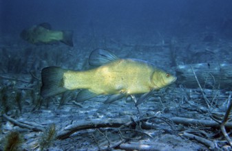 Tench, Tinca Tinca, Germany, Chiemsee, Bavaria