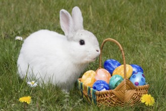 Hare Easter Bunny, White Hare with Easter Eggs in Nest, Studio, Hesse, Federal Republic of Germany