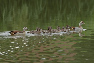 Egyptian goose (Alopochen aegyptiaca) with offspring, neozoan, invasive, duck bird, Schwäbisch