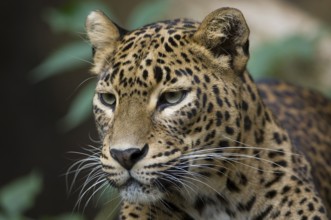 Sri Lanka Leopard, female (Panthera pardus kotiya)