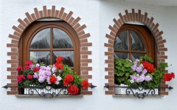 Garden with house, arched window with flowers, geraniums at the window outside, white roses in the